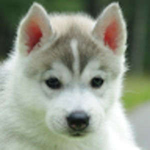 Meet your Posher, Elsie